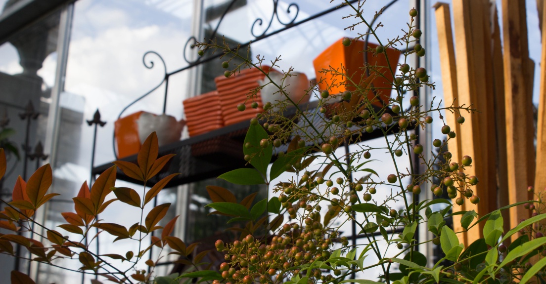 Nandina, Immergr&uuml;ne Pflanze , Heiliger Bambus, Rotschimmer