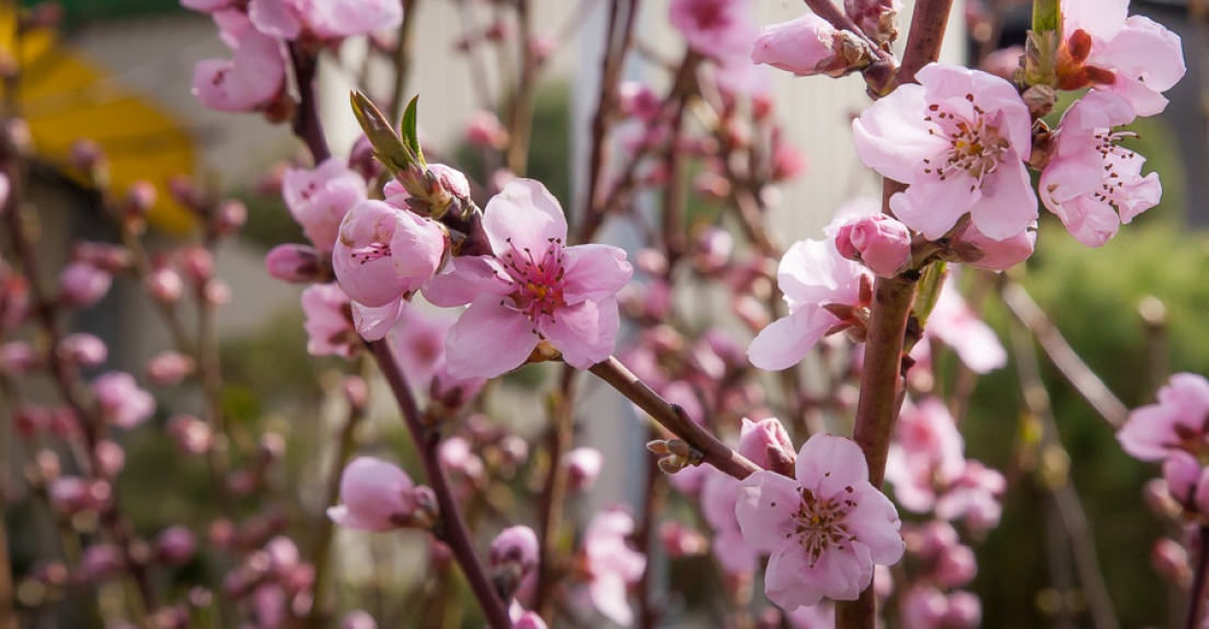 Kirschblüte, Frühlingsblüte,