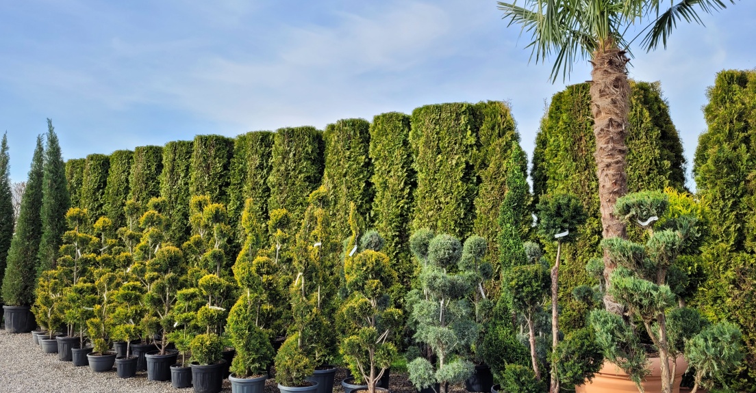 Bonsai, Formgehölze, Zypressen, Wacholder