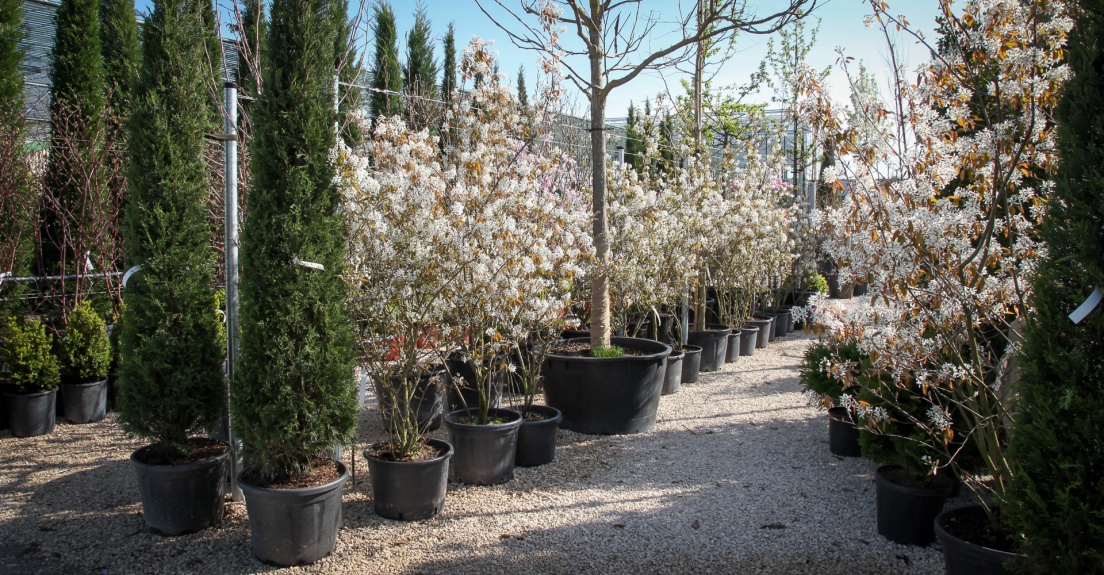 Blühgehölze, Magnolien, Amelanchier, Zypressen, Baumschule in Bobingen