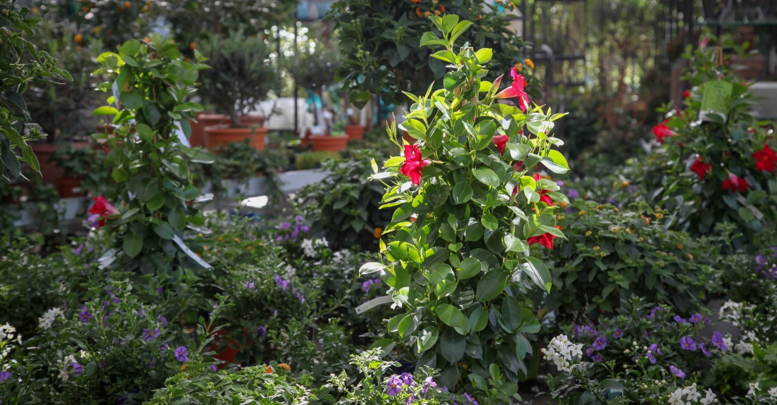 Dipladenia, Solanum, Lantana, Sommerblüher