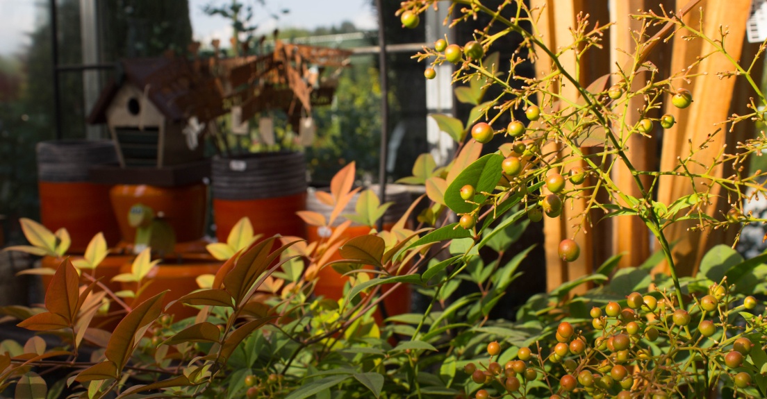 Nandina