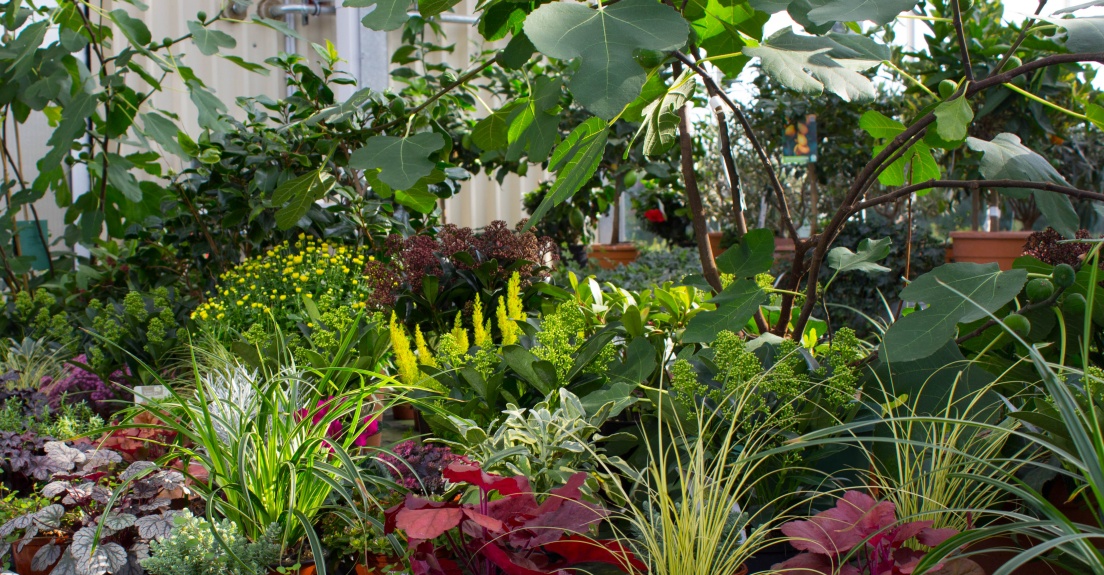 Gr&auml;ser, Heuchera, Feige